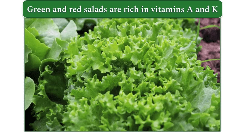 An image showing green lettuce