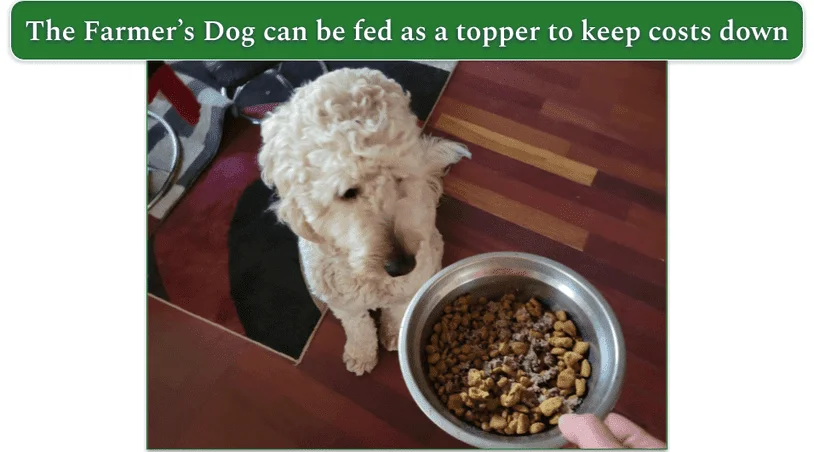 A Goldendoodle looking at a bowl of the Farmer Dog food
