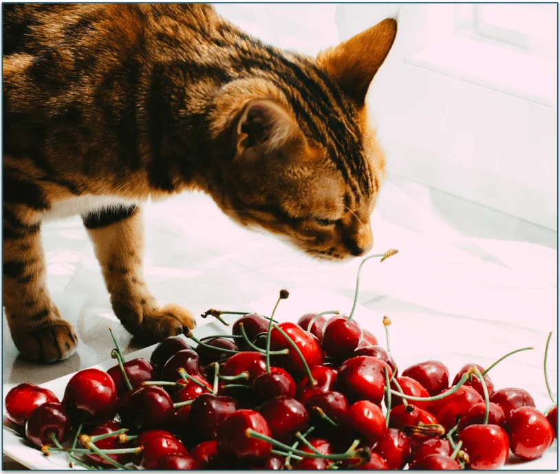 A cat sniffing a plate of cherries