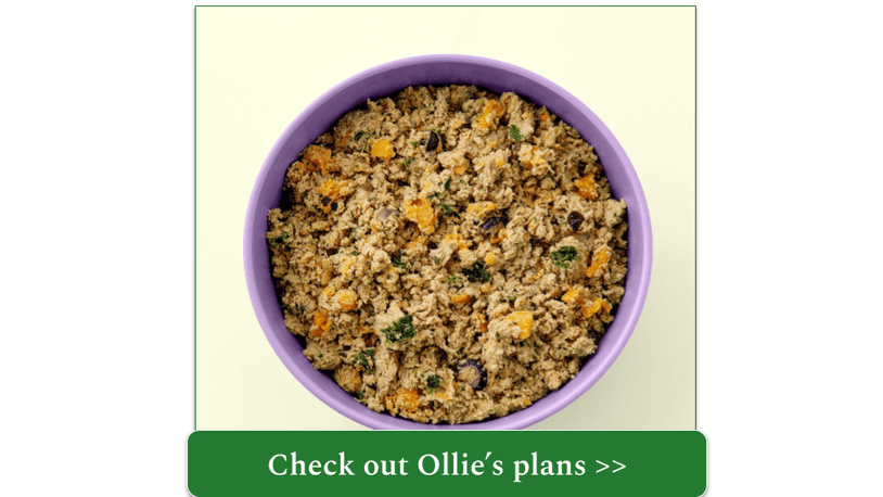 Ollie fresh turkey meal in purple bowl