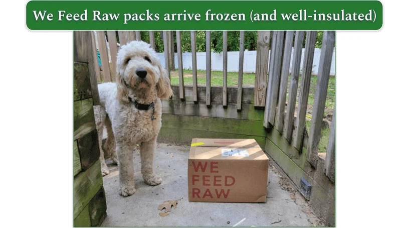 Open We Feed Raw delivery box with frozen packs