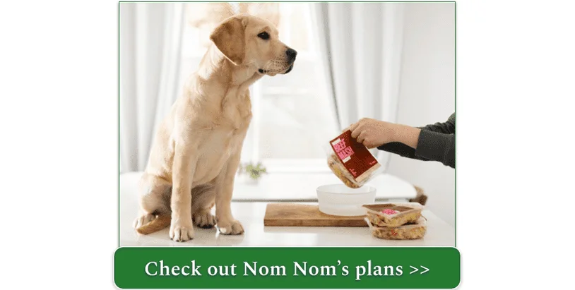 A yellow lab waits patiently for his bowl of Nom Nom Beef Mash
