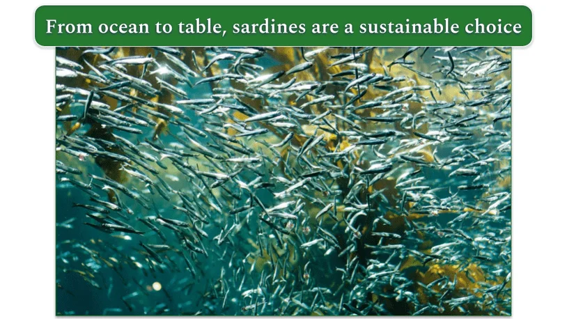 Shoal of sardines in the ocean