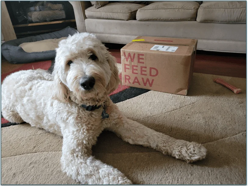 A Goldendoodle standing next to a We Feed Raw delivery box