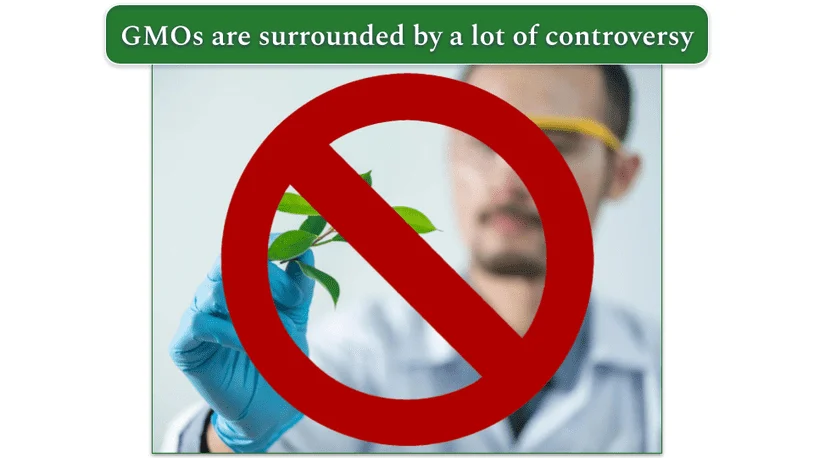 a scientist checking a plant, presumably to genetically modify it