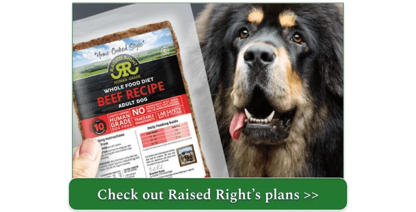 A Tibetan Mastiff and a pack of Raised Right Whole Food Diet Beef Recipe