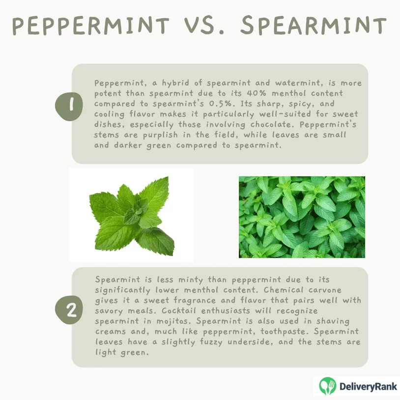 Infographic detailing the difference between spearmint and peppermint