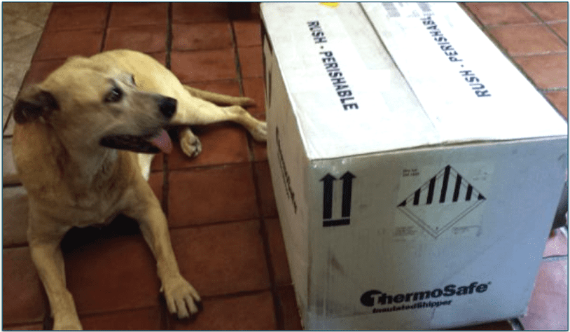 A dog lying next to a Raw Paws delivery box