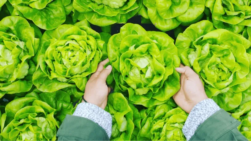  A farmer picking up a head of lettuce.