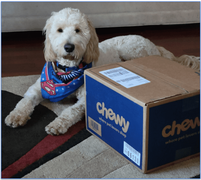 A Goldendoodle lies next to an unopened Chewy delivery