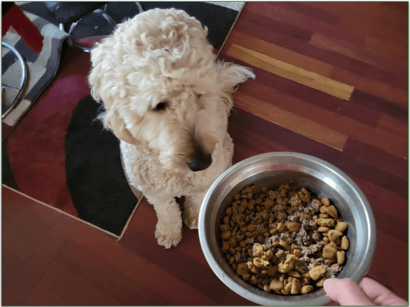 A Goldendoodle looking at a bowl of the Farmer Dog food