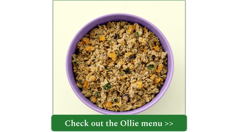 Ollie fresh turkey meal in purple bowl