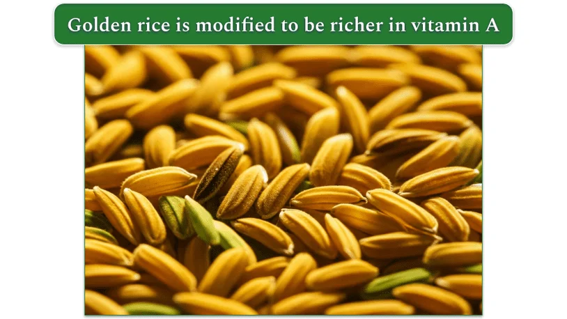 golden GMO rice
