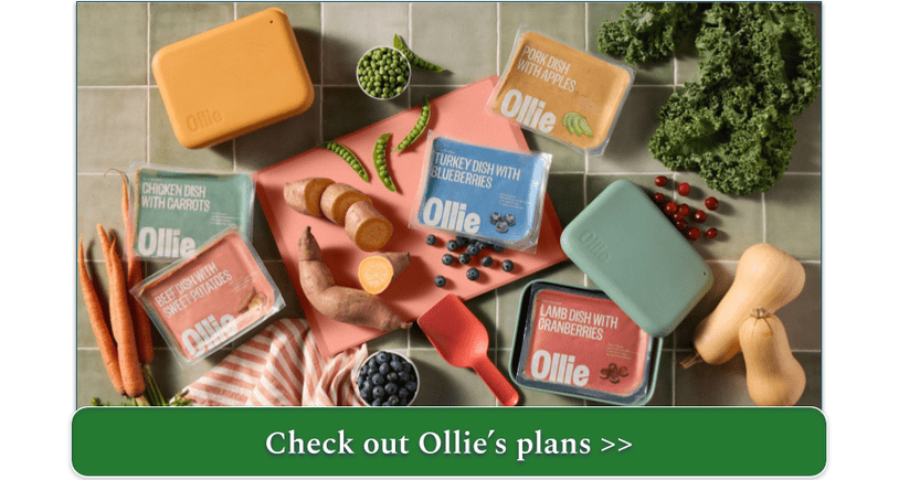 flat lay of Ollie fresh meals surrounded by fresh food