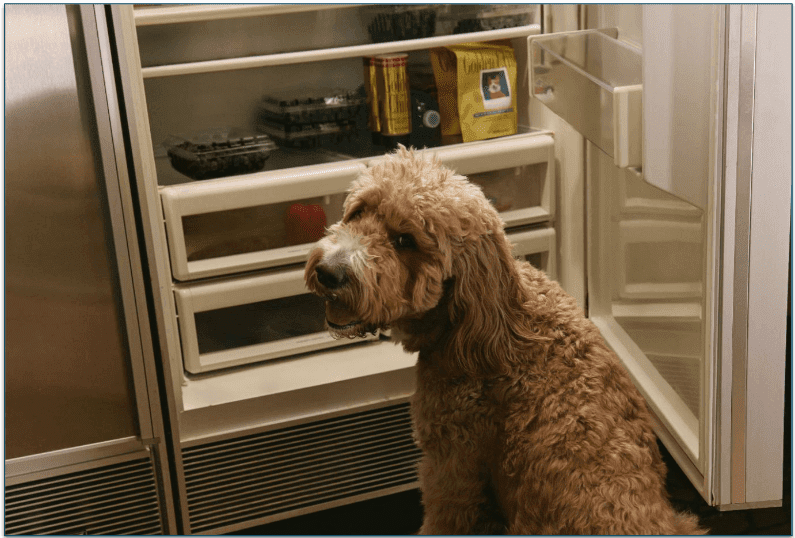 doodle sat in front of a fridge filled with golden child pouches and drizzle