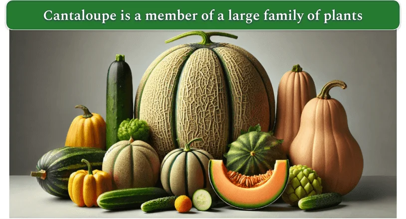 An image showing cantaloupe, pumpkin, zucchini, cucumber, and some other plants arranged side by side.