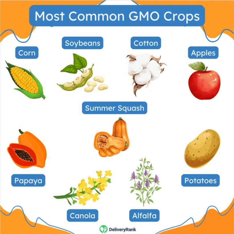 an infographic showing the most common GMO crops