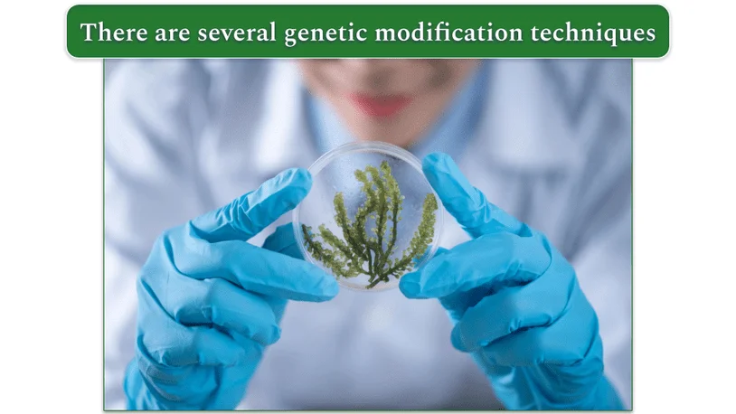 a scientist holding up a petri dish