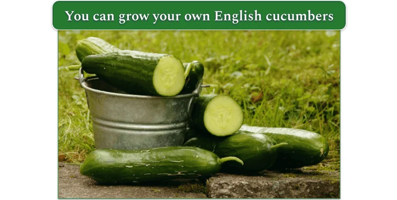 Freshly-picked English cucumbers, from the garden