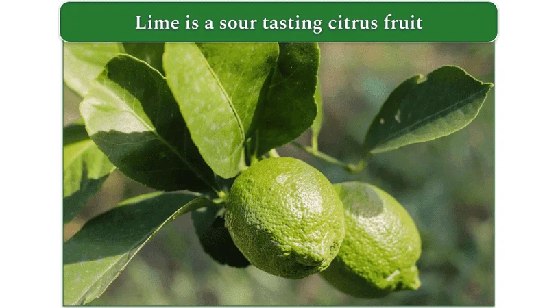 limes on a branch