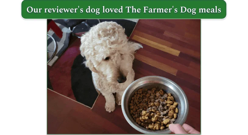 A Goldendoodle looking at a bowl of the Farmer Dog food