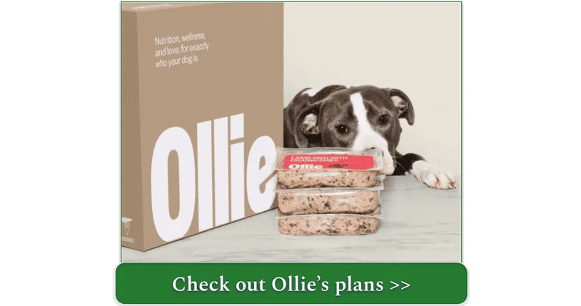 A pit bull looking longingly at three packs of Ollie Lamb Dish With Cranberries