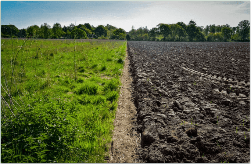 A patch of grass on the left beside some soil on the right.