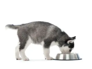 A fluffy grey and white puppy eagerly eating from a metallic bowl on a white background.