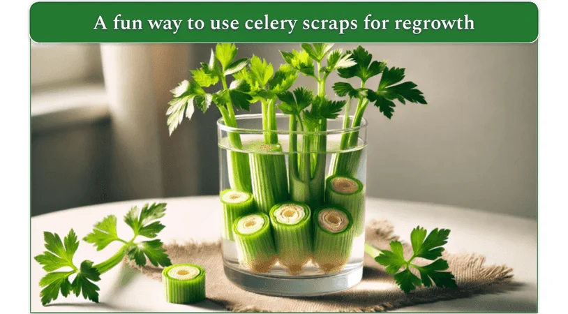 An image showing an inventive way to regrow celery from kitchen waste in a glass of water.