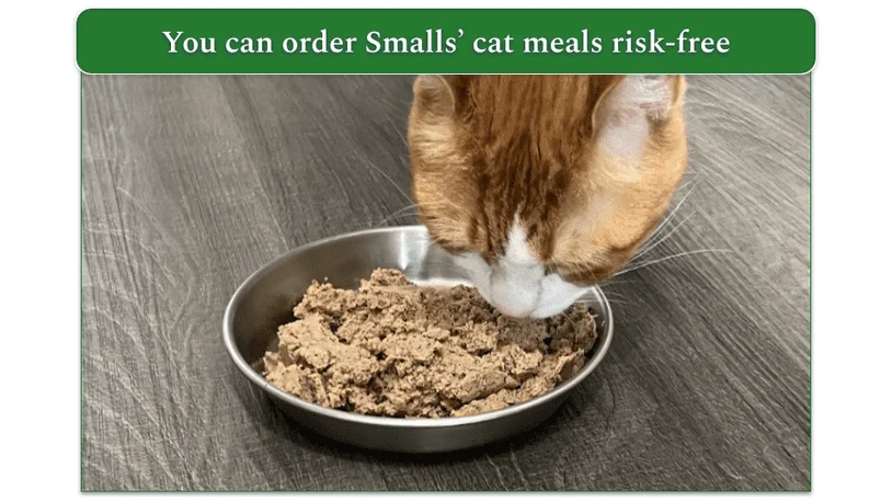 A cat eating Smalls' food from the inox bowl