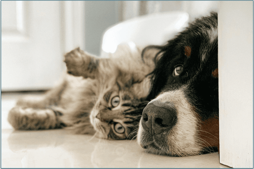close up of cat and dog's face lying together on the floor