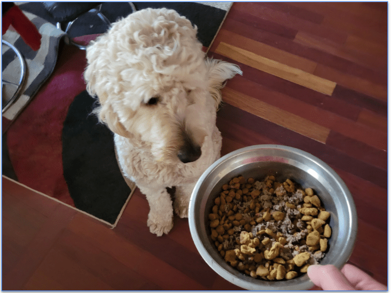 A Goldendoodle looking at a bowl of the Farmer Dog food