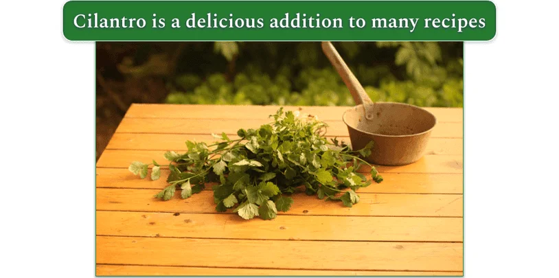 Some sprigs of cilantro on a table