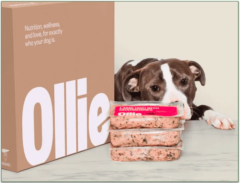 A pit bull looks longingly at a stack of Ollie Lamb Dish with Cranberries