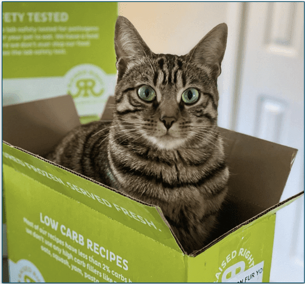 A cat in a Raised Right cardboard box