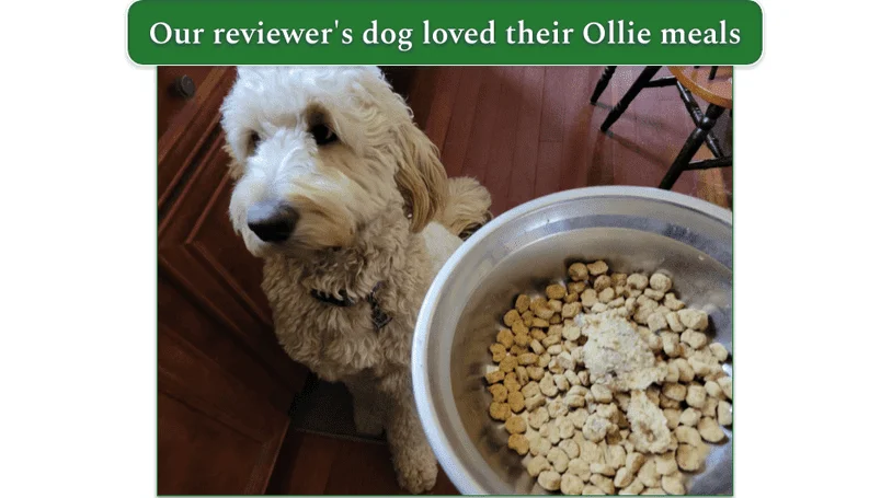 Our reviewer’s dog with a bowl of Ollie dog food