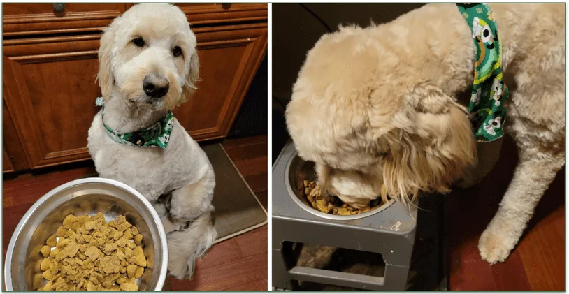 Baxter sitting looking at his food bowl and eating Sundays as a topper in his food bowl
