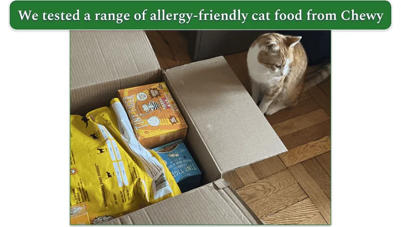 A ginger cat sits next to an open Chewy delivery