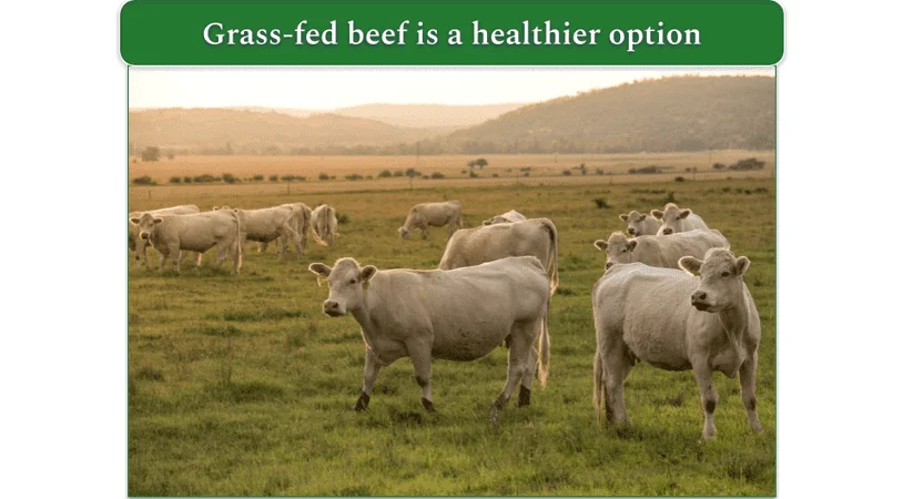 Cows in a grazing environment