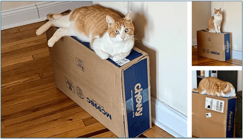 My Unboxing Experience with Chewy