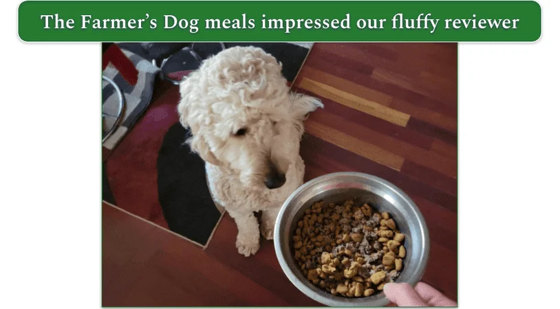 A Goldendoodle looking at a bowl of the Farmer Dog food