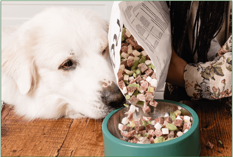 A dog eating a bowl of Maev raw dog food