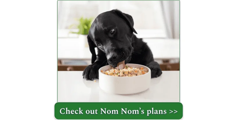 A Black Lab puppy enjoys a bowl of Nom Nom Pork Potluck