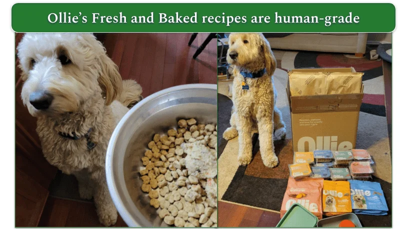 2 pictures of Goldendoodle Baxter with his dry and fresh Ollie food in a bowl (left) and next to an Ollie delivery (right)