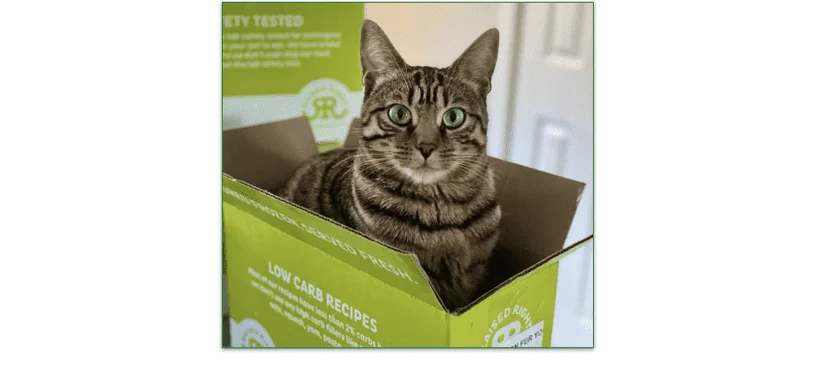 A cat in a Raised Right cardboard box