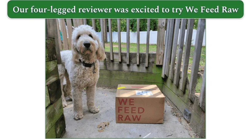 A Goldendoodle standing next to a We Feed Raw delivery box