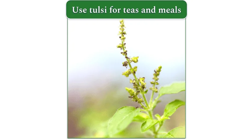A stem of tulsi basil with leaves and seeds