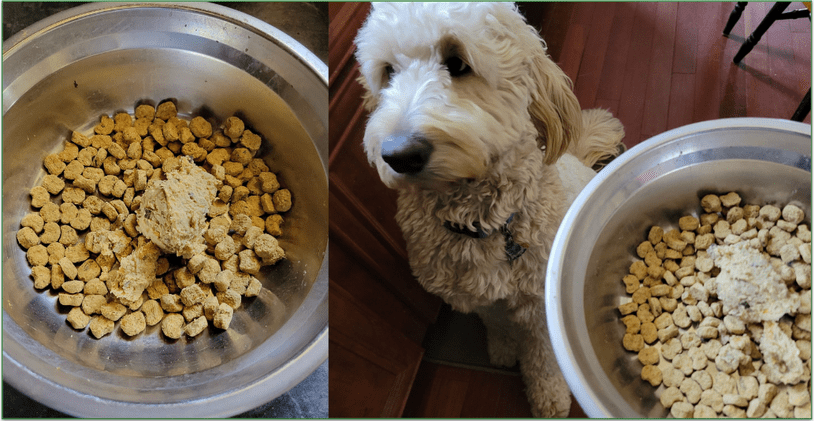 Photo of Baxter's food bowl with fresh and dried food inside and Baxter waiting for his food to be served