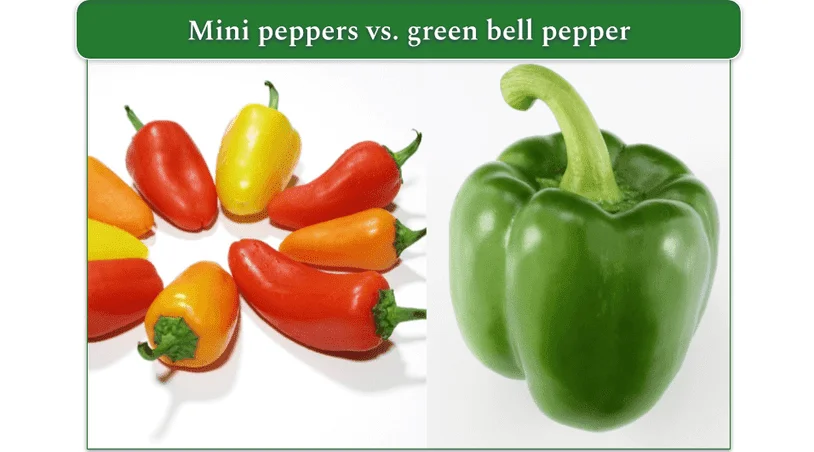 Mini sweet peppers on the left and a green bell pepper on the right
