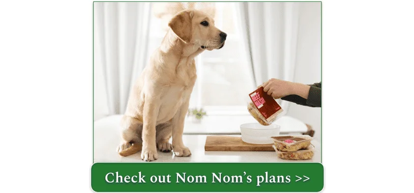A Yellow Lab puppy waiting for a Nom Nom Beef Mash meal
